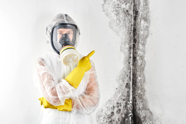 Best Emergency Mold Remediation in Watsonville, CA