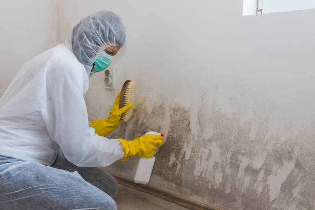 Best Mold Removal for HVAC Installations in Watsonville, CA