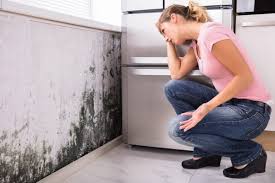 Why You Should Choose Our Mold Remediation Services in Watsonville, CA